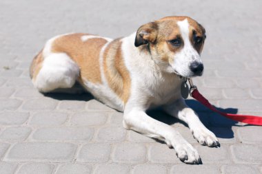 Güneşli caddede sevimli, korkmuş kahverengi ve beyaz köpek portresi, yürüyüşe çıkmış evsiz köpek resmi. Başıboş üzgün bir köpekle barınakta gönüllü dolaşmak, evlat edinme kavramı. Şirin büyük köpek.