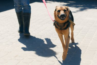 Sunny Street 'te mutlu Alman Çoban portresi, evsiz köpek. Barınakta pozitif sokak köpeğiyle gezen gönüllü, evlat edinme konsepti