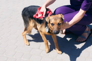 Güneşli sokakta korkmuş Alman çoban köpeği portresi, evsiz köpek. Evlatlık edinme konseptinde, üzgün bir sokak köpeğiyle gezen gönüllü.