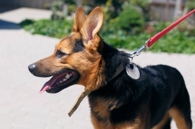 Sunny Street 'te mutlu Alman Çoban portresi, evsiz köpek. Barınakta pozitif sokak köpeğiyle gezen gönüllü, evlat edinme konsepti