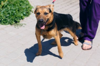 Güneşli sokakta korkmuş Alman çoban köpeği portresi, evsiz köpek. Evlatlık edinme konseptinde, üzgün bir sokak köpeğiyle gezen gönüllü.