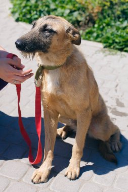 Güneşli caddede sevimli, korkmuş kahverengi köpek portresi, yürüyüşe çıkmış evsiz köpek. Gönüllü olarak barınakta başıboş üzgün köpeği okşuyor, evlat edinme kavramı.