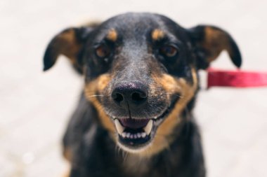 Güneşli sokakta sevimli köpek portresi, evsiz köpek. Başıboş siyah ve kahverengi mutlu köpekle barınakta gezen gönüllü bir evlat edinme konsepti. Şirin köpek gülümsüyor.