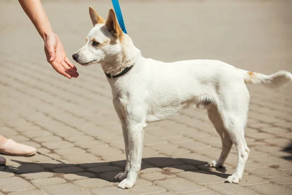 Vrijwilliger Troosten Kleine Zwerfhond Zonnige Straat Dakloze Hond Persoon Strelen — Stockfoto