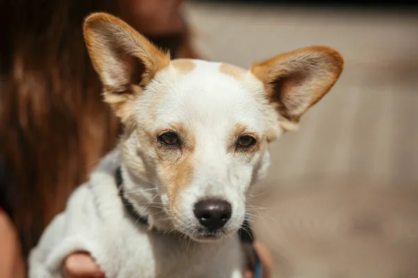 Доброволец Держит Маленькую Бродячую Собаку Солнечной Улице Бездомную Собачку Человек — стоковое фото