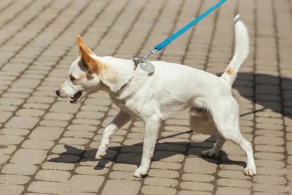 Güneşli sokakta tasma takmış küçük şirin beyaz köpek, evsiz köpek. Sığınakta korkmuş sokak köpeği, evlat edinme kavramı.