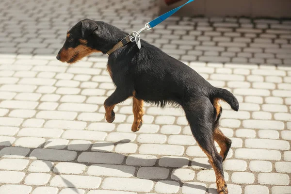 Güneşli sokakta tasmayla yürüyen Alman av teriyeri, evsiz köpek. Korkak sokak Jagdterrier 'i barınakta gezdiren gönüllü, evlat edinme kavramı.