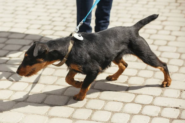 German Hunting Terrier Walking Leash Sunny Street Homeless Dog Volunteer — Stock Photo, Image