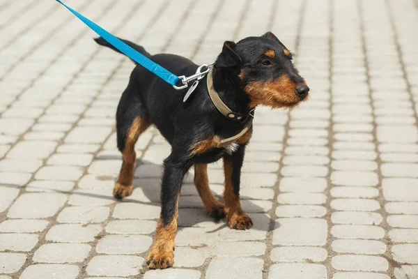 Deutscher Jagdterrier Der Leine Sonniger Straße Obdachloser Hund Ehrenamtliche Laufen — Stockfoto