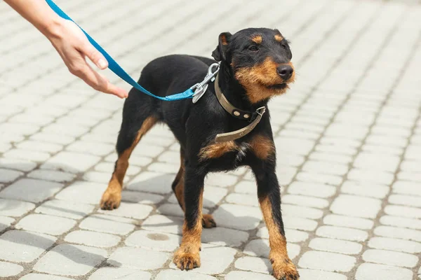 Terrier Chasse Allemand Marchant Laisse Dans Une Rue Ensoleillée Chien — Photo