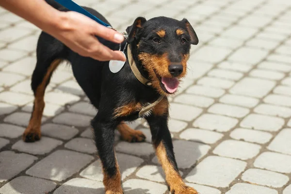 Volunteer Caressing Scared Stray Jagdterrier Shelter Adoption Concept German Hunting — Stock Photo, Image