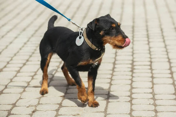 Volunteer Walking Happy Stray Jagdterrier Shelter Adoption Concept German Hunting — Stock Photo, Image