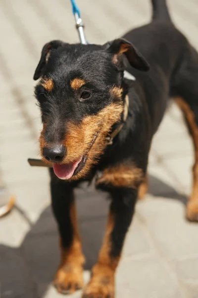 German Hunting Terrier Portrait Sunny Street Homeless Dog Volunteer Walking — Stock Photo, Image