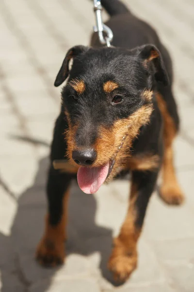 Volontär Promenader Med Rädd Herrelös Jagdterrier Skydd Adoptionskoncept Tyska Jaktterrier — Stockfoto