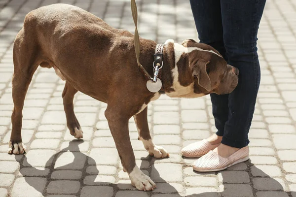 Sunny Street 'te üzgün pitbull portresi, evsiz köpek. Korkak sokak köpeğiyle yürüyen gönüllü barınakta melez pitbull, evlat edinme konsepti.