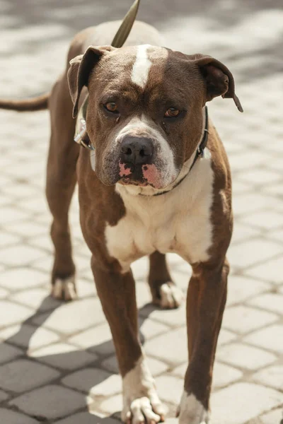 Triste Retrato Pitbull Rua Ensolarada Cão Sem Abrigo Voluntário Andando — Fotografia de Stock