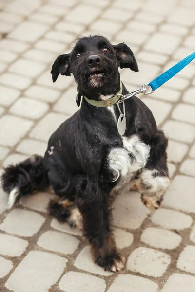 Güneşli Sokakta Korkmuş Yaşlı Köpek Portresi Evsiz Köpek Evlatlık Edinme — Stok fotoğraf