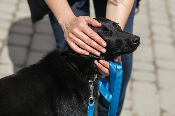 Sunny Caddesi 'nde sevimli köpeğe sarılan evsiz köpek. Barınakta gezen ve gezen gönüllü siyah köpek, evlat edinme kavramı.
