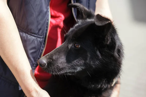 Personen Kramar Bedårande Hund Solig Gata Hemlös Hund Volontär Promenader — Stockfoto