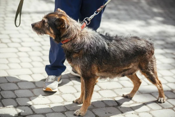 Sunny Caddesinde Tüylü Yaşlı Bir Köpekle Yürüyen Evsiz Bir Köpek — Stok fotoğraf