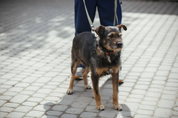 日当たりの良い通り ホームレスの犬でふわふわの古い犬と歩く人 避難所で野良犬の散歩や愛撫 養子縁組の概念 — ストック写真
