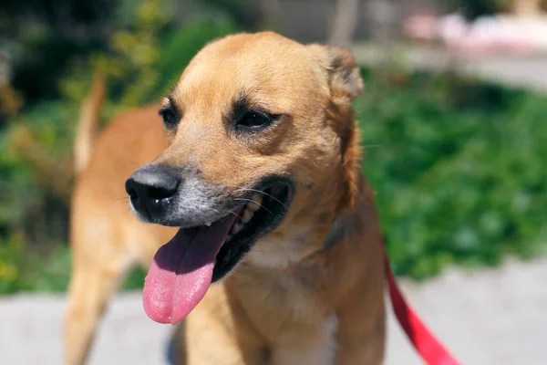 Adorable Happy Brown Dog Portrait Sunny Street Homeless Doggy Walk — Stock Photo, Image
