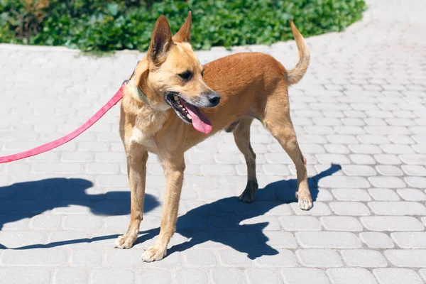 Retrato Cão Marrom Feliz Adorável Rua Ensolarada Cachorrinho Sem Teto — Fotografia de Stock
