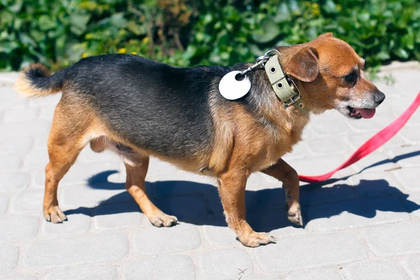 Förtjusande Glad Brun Hund Porträtt Solig Gata Hemlös Hund Promenad — Stockfoto