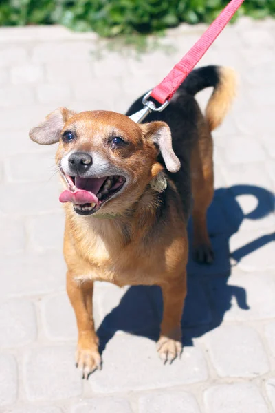 Retrato Cão Marrom Feliz Adorável Rua Ensolarada Cachorrinho Sem Teto — Fotografia de Stock