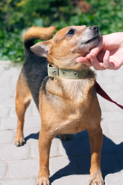 Adorable Happy Brown Dog Portrait Sunny Street Homeless Doggy Walk — Stock Photo, Image