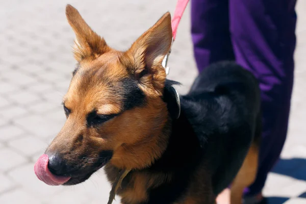 Boldog Vegyes Fajtájú Német Juhász Portré Napos Utcában Hajléktalan Kutya — Stock Fotó