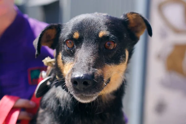 Schattig Hondenportret Zonnige Straat Dakloze Hond Vrijwilliger Wandelen Met Verdwaalde — Stockfoto