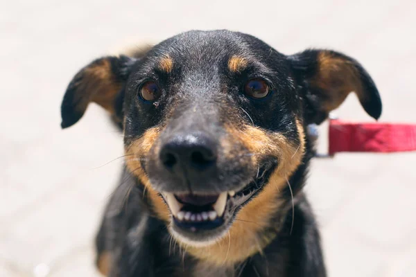 Retrato Cão Adorável Rua Ensolarada Cachorrinho Sem Abrigo Voluntário Andando — Fotografia de Stock