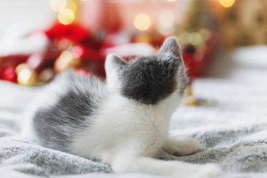 Sevimli kedi yavrusu Noel yıldızına, ağaç süslemelerine, kırmızı ve altın süslemelere ve sıcak aydınlatma ışıklarına bakıyor. Sıcak kış anları. İyi tatiller.!