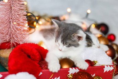 İyi tatiller! Şirin kedi yavrusu Noel Baba şapkasının üzerinde uyuyor. Kırmızı ve altın renkli süslemeler ve sıcak ışıklandırma ışıkları var. Atmosferik kış anları
