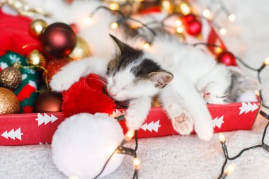 Noel Baba şapkasının üzerinde uyuyan sevimli kediler. Kırmızı ve altın renkli süsler. Kutudaki aydınlatma ışıklarında. Sıcak kış anları. İki kedi yavrusu sarılıp dinleniyor..