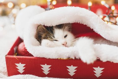 Süslerin ve aydınlatma ışıklarının arka planında kırmızı bir kutuda Noel Baba şapkasının içinde uyuyan sevimli kedi yavrusu. Atmosferik kış anları. Mutlu Noeller ve mutlu tatiller!