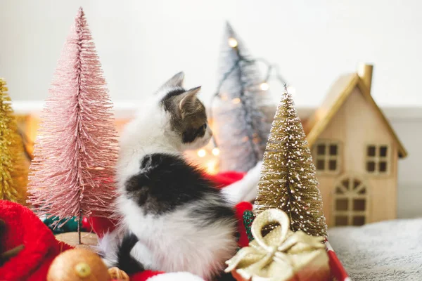 Cute Kitten Playing Christmas Tree Decorations Red Gold Ornaments Warm — Stock Photo, Image