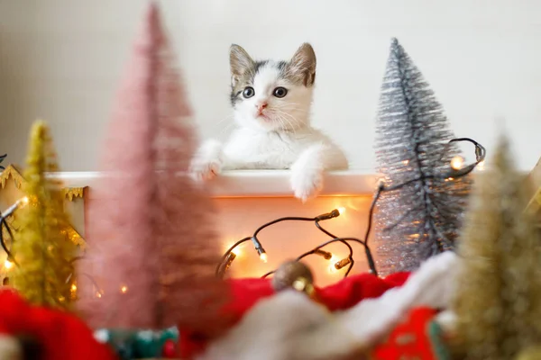 Roztomilé Legrační Kotě Hrající Vánoční Ozdobou Stromků Červené Zlaté Ozdoby — Stock fotografie