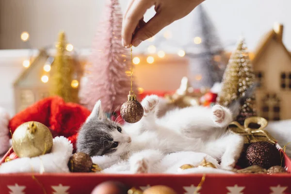 Милый Котенок Играющий Рождественской Золотой Безделушкой Лежит Коробке Шляпе Санты — стоковое фото