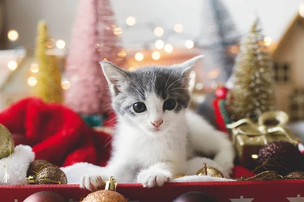 暖かい照明の中でサンタの帽子 クリスマスの泡 木や装飾品と箱に座っている愛らしい子猫 居心地の良い冬の休日 メリークリスマス 可愛い猫の肖像 — ストック写真