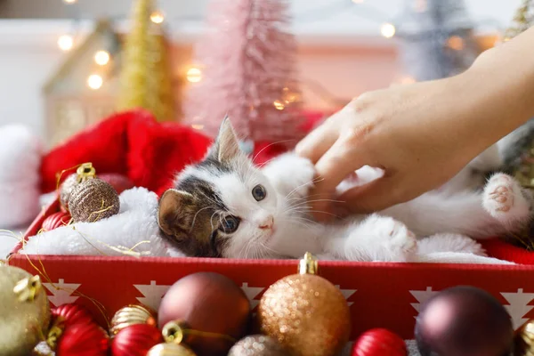 Mano Acariciando Lindo Gatito Caja Con Sombrero Santa Adornos Navideños —  Fotos de Stock