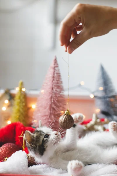 Niedliches Kätzchen Das Mit Der Weihnachtsgoldkugel Spielt Liegt Einer Schachtel — Stockfoto