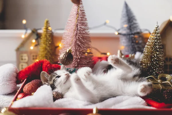 Adorable Gatito Jugando Con Adornos Navideños Acostado Caja Con Sombrero —  Fotos de Stock