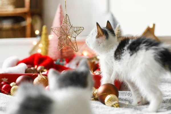 Adoráveis Dois Gatinhos Brincando Com Estrela Natal Decorações Árvores Ornamentos — Fotografia de Stock