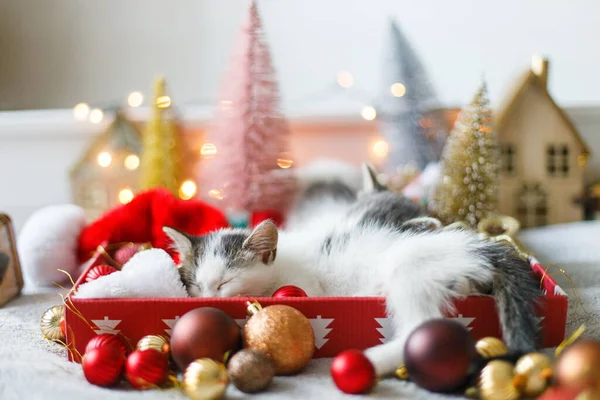 温かみのある照明でお祝いの箱に赤と金の装飾が施された居心地の良いサンタの帽子で寝るかわいい子猫 大気の冬の瞬間 メリークリスマスとハッピーホリデー — ストック写真