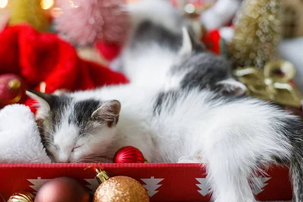 กแมวท กนอนบนหมวกซานต อบอ วยส แดงและทอง Baubles ในกล องเทศกาลท แสงสว างอบอ — ภาพถ่ายสต็อก