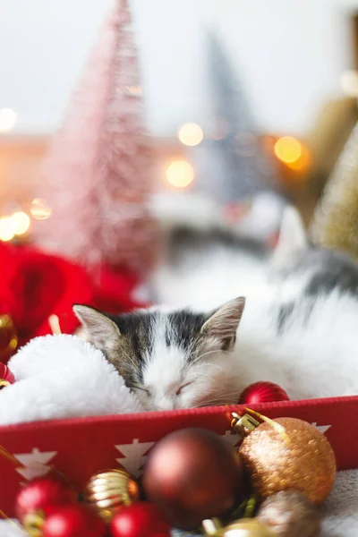 Lindo Gatito Durmiendo Acogedor Sombrero Santa Con Adornos Rojos Dorados —  Fotos de Stock