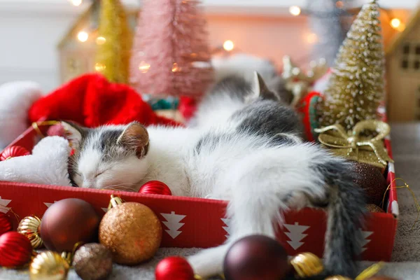 暖かい照明でお祝いの箱に赤と金の泡と居心地の良いサンタの帽子で快適な子猫の睡眠 大気の冬の瞬間 メリークリスマスとハッピーホリデー — ストック写真