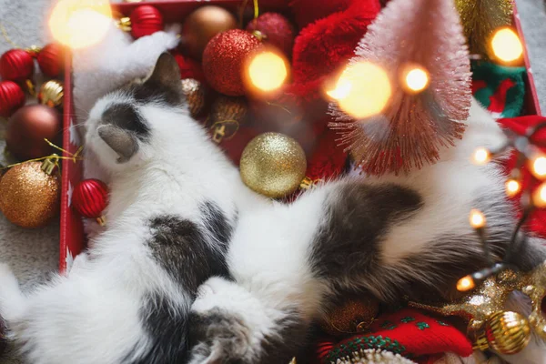 Adorável Dois Gatinhos Dormindo Chapéu Papai Noel Com Ornamentos Vermelhos — Fotografia de Stock